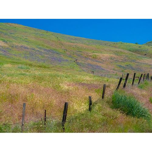 Gulin, Sylvia 아티스트의 USA-Washington State-Palouse with hillside of vetch작품입니다.